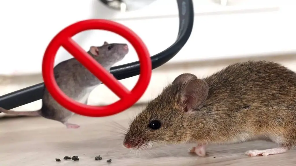 Cómo alejar a los ratones de nuestras casas – Trucos Para Tu hogar
