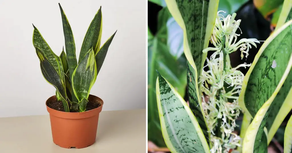 Todos Los Trucos Que Necesitas Para Cuidar La Sansevieria Y Hacer Que ...