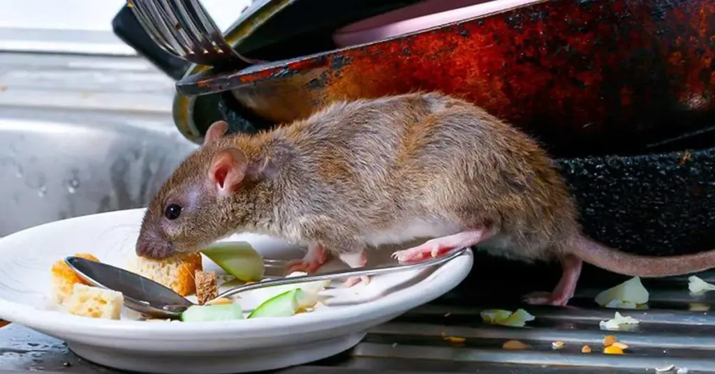 El truco brillante para mantener a los ratones alejados de casa: no se ...