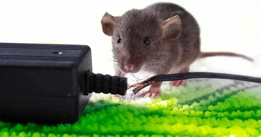 Deshazte de los ratones para siempre con un truco natural. no los ...