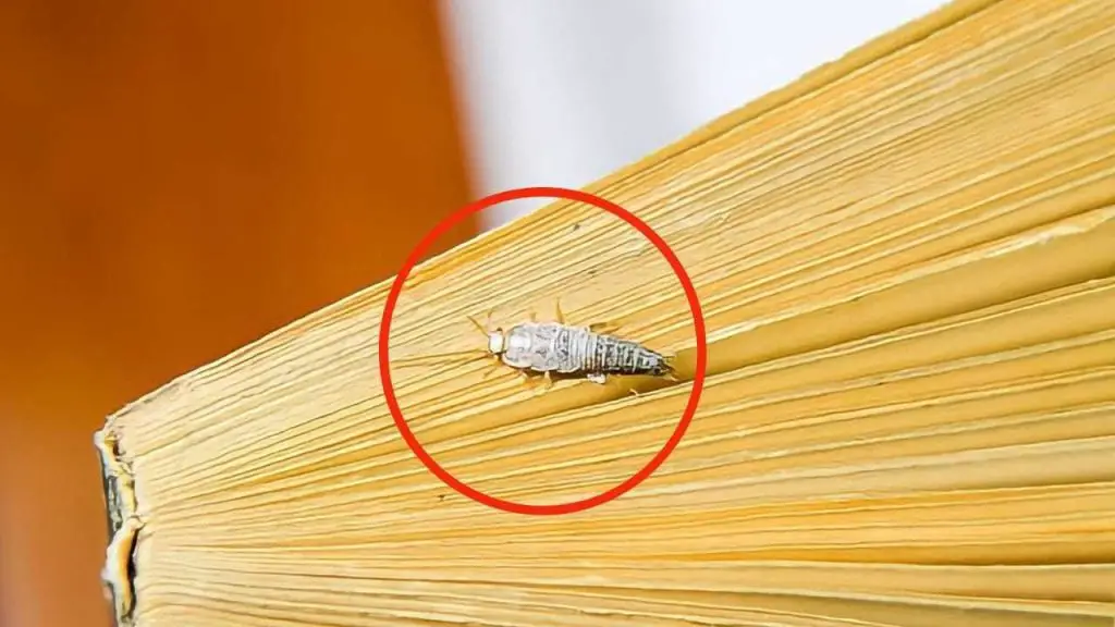 Silverfish en la casa, pero ¿por dónde entran? Su entrada secreta ...