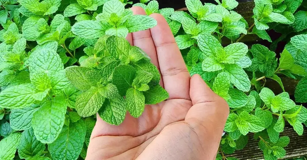¿Cómo plantar una menta? Guía para cultivarlo bien – Trucos Para Tu hogar